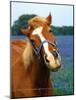 Horse Portrait-Darrell Gulin-Mounted Photographic Print