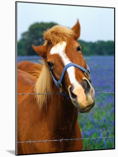 Horse Portrait-Darrell Gulin-Mounted Photographic Print