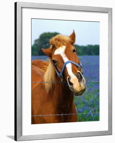 Horse Portrait-Darrell Gulin-Framed Photographic Print