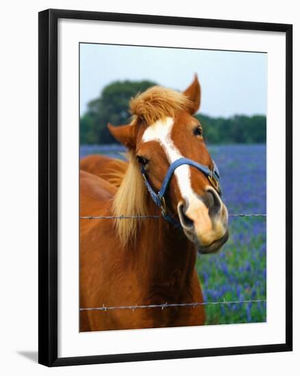 Horse Portrait-Darrell Gulin-Framed Photographic Print