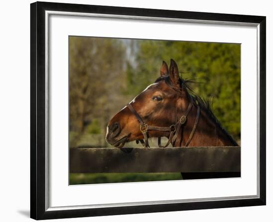 Horse Portrait-Galloimages Online-Framed Photographic Print