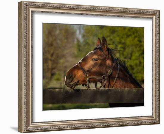 Horse Portrait-Galloimages Online-Framed Photographic Print