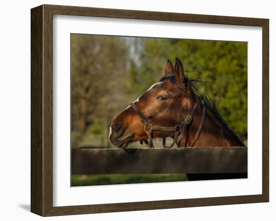 Horse Portrait-Galloimages Online-Framed Photographic Print