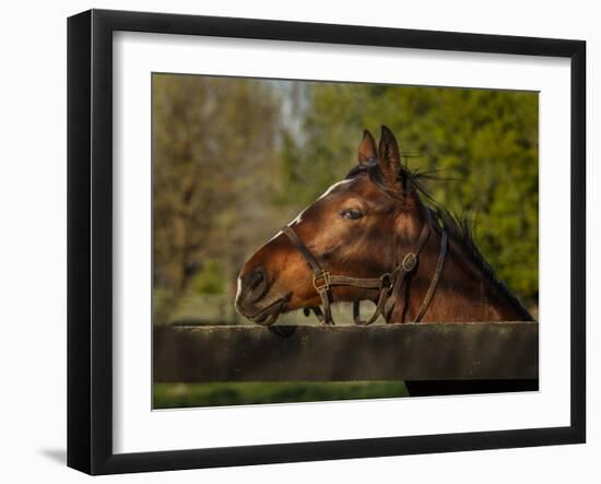 Horse Portrait-Galloimages Online-Framed Photographic Print