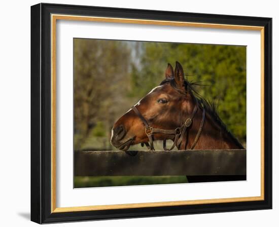 Horse Portrait-Galloimages Online-Framed Photographic Print