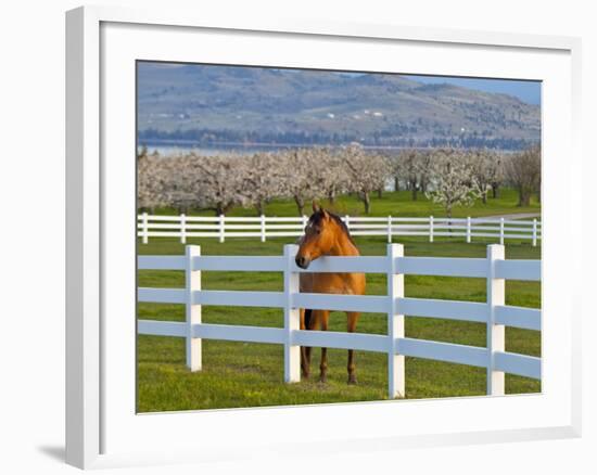 Horse Poses By Flathead Cherry Orchard Near Polson, Montana, USA-Chuck Haney-Framed Photographic Print