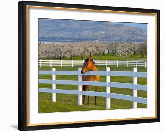 Horse Poses By Flathead Cherry Orchard Near Polson, Montana, USA-Chuck Haney-Framed Photographic Print