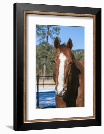 Horse posing-Zandria Muench Beraldo-Framed Photographic Print