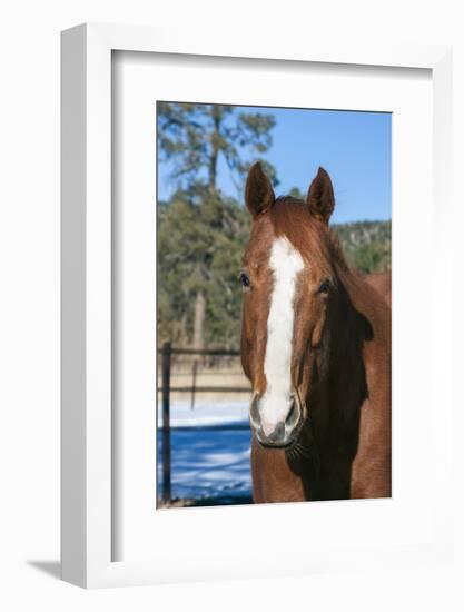 Horse posing-Zandria Muench Beraldo-Framed Photographic Print