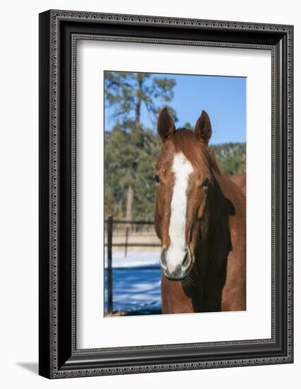 Horse posing-Zandria Muench Beraldo-Framed Photographic Print