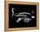 Horse Race Xray-Albert Koetsier-Framed Stretched Canvas