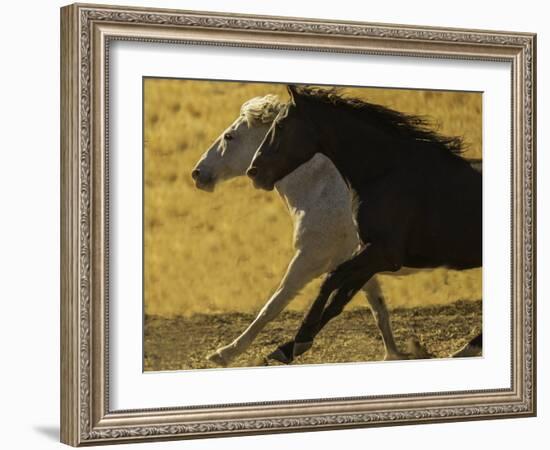HORSE RACE-SALLY LINDEN-Framed Photographic Print