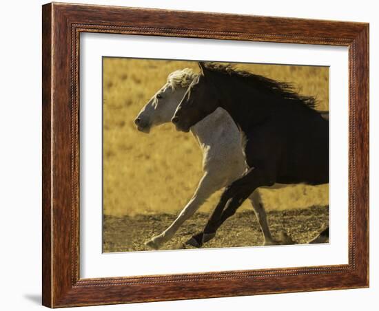 HORSE RACE-SALLY LINDEN-Framed Photographic Print