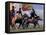 Horse Racing at Nadaam, Mongolia-Keren Su-Framed Premier Image Canvas