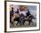 Horse Racing at Nadaam, Mongolia-Keren Su-Framed Photographic Print