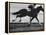 Horse Ridan During Race-null-Framed Premier Image Canvas