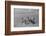 Horse Riding Competition-null-Framed Photographic Print