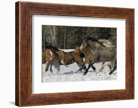 Horse roundup in winter, Kalispell, Montana-Adam Jones-Framed Photographic Print