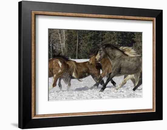 Horse roundup in winter, Kalispell, Montana-Adam Jones-Framed Photographic Print