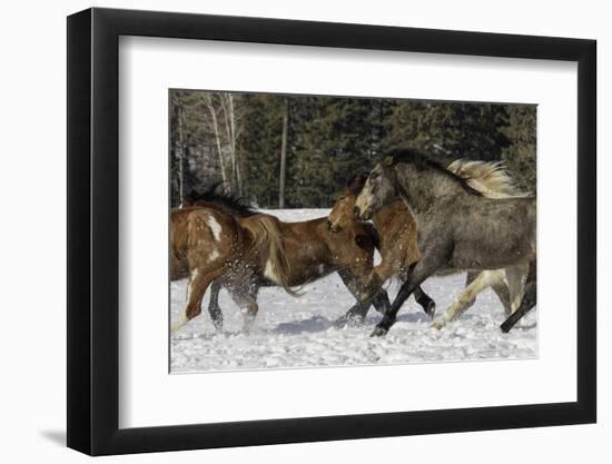 Horse roundup in winter, Kalispell, Montana-Adam Jones-Framed Photographic Print