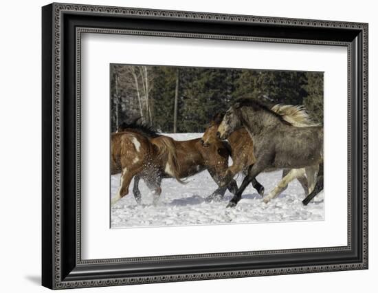 Horse roundup in winter, Kalispell, Montana-Adam Jones-Framed Photographic Print