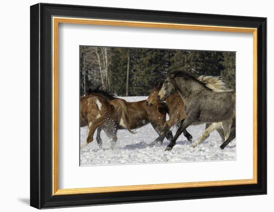 Horse roundup in winter, Kalispell, Montana-Adam Jones-Framed Photographic Print