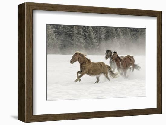 Horse roundup in winter, Kalispell, Montana-Adam Jones-Framed Photographic Print