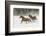 Horse roundup in winter, Kalispell, Montana-Adam Jones-Framed Photographic Print