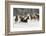 Horse roundup in winter, Kalispell, Montana-Adam Jones-Framed Photographic Print