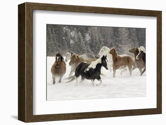 Horse roundup in winter, Kalispell, Montana-Adam Jones-Framed Photographic Print