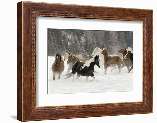 Horse roundup in winter, Kalispell, Montana-Adam Jones-Framed Photographic Print