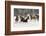 Horse roundup in winter, Kalispell, Montana-Adam Jones-Framed Photographic Print