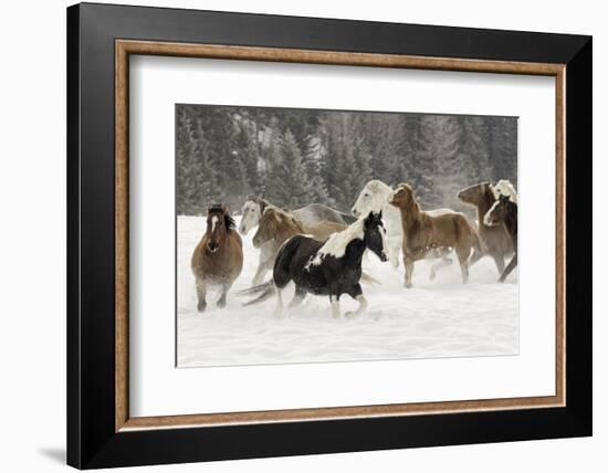 Horse roundup in winter, Kalispell, Montana-Adam Jones-Framed Photographic Print