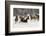 Horse roundup in winter, Kalispell, Montana-Adam Jones-Framed Photographic Print