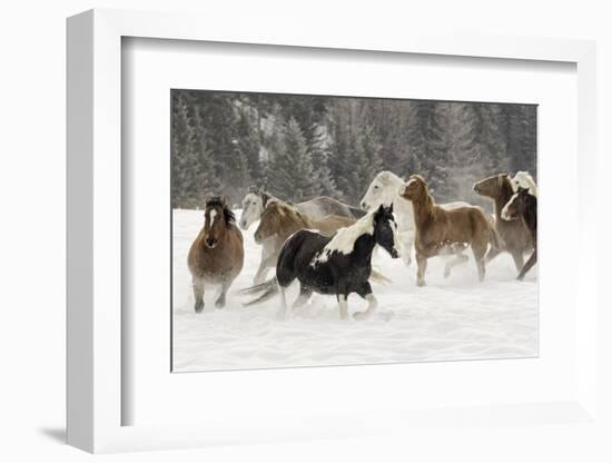 Horse roundup in winter, Kalispell, Montana-Adam Jones-Framed Photographic Print