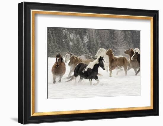 Horse roundup in winter, Kalispell, Montana-Adam Jones-Framed Photographic Print