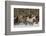 Horse roundup in winter, Kalispell, Montana.-Adam Jones-Framed Photographic Print