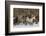 Horse roundup in winter, Kalispell, Montana.-Adam Jones-Framed Photographic Print