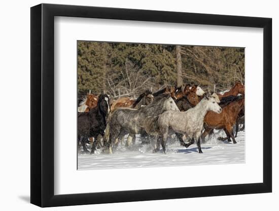 Horse roundup in winter, Kalispell, Montana.-Adam Jones-Framed Photographic Print