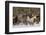 Horse roundup in winter, Kalispell, Montana.-Adam Jones-Framed Photographic Print