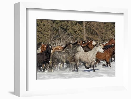 Horse roundup in winter, Kalispell, Montana.-Adam Jones-Framed Photographic Print