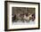 Horse roundup in winter, Kalispell, Montana.-Adam Jones-Framed Photographic Print