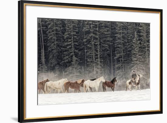 Horse roundup in winter, Kalispell, Montana.-Adam Jones-Framed Premium Photographic Print