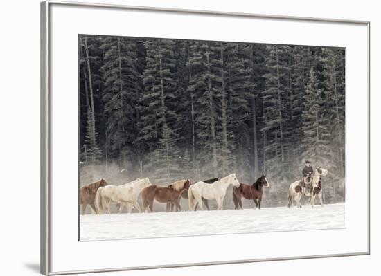 Horse roundup in winter, Kalispell, Montana.-Adam Jones-Framed Premium Photographic Print