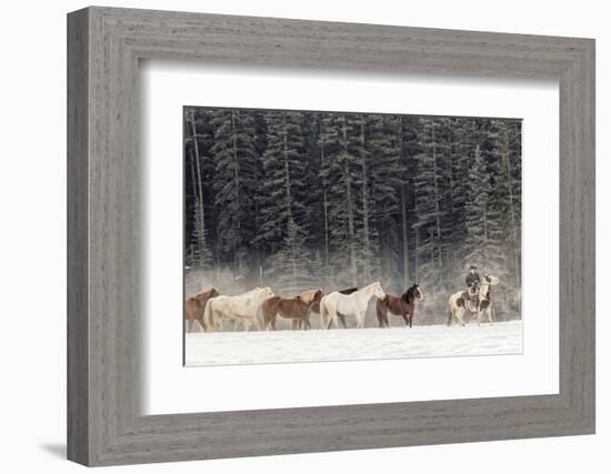 Horse roundup in winter, Kalispell, Montana.-Adam Jones-Framed Photographic Print