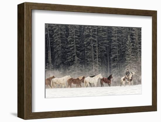 Horse roundup in winter, Kalispell, Montana.-Adam Jones-Framed Photographic Print