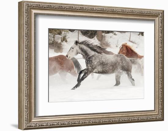 Horse roundup in winter, Kalispell, Montana.-Adam Jones-Framed Photographic Print