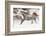 Horse roundup in winter, Kalispell, Montana.-Adam Jones-Framed Photographic Print