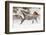 Horse roundup in winter, Kalispell, Montana.-Adam Jones-Framed Photographic Print