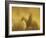 Horse Roundup, Ponderosa Ranch, Seneca, Oregon, USA-William Sutton-Framed Photographic Print